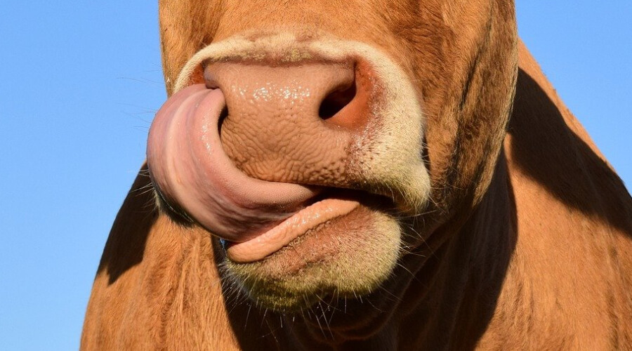 Корова слизала. Язык коровы. Корова языком слизала.