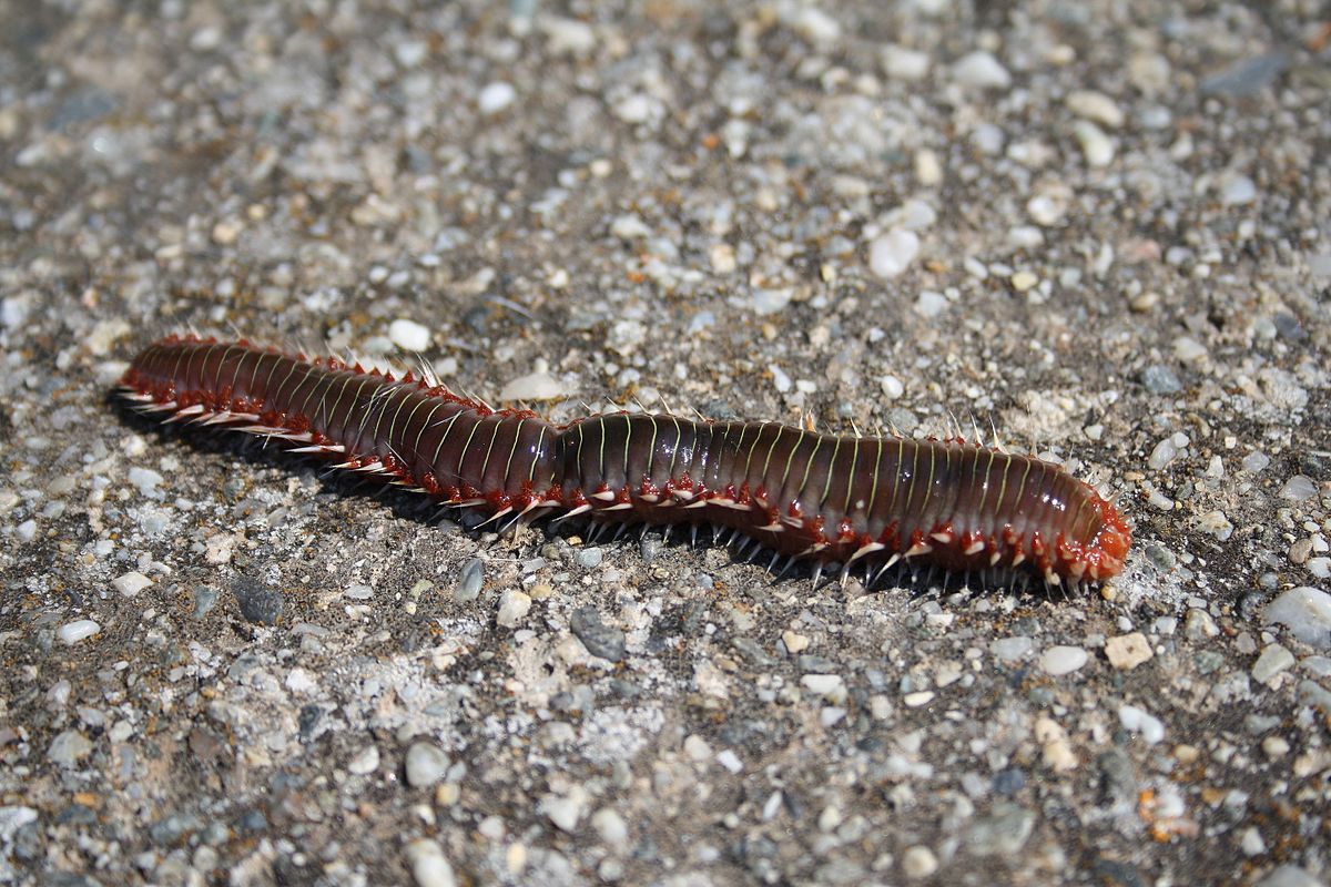 Многощетинковый червь отряда Eunicida