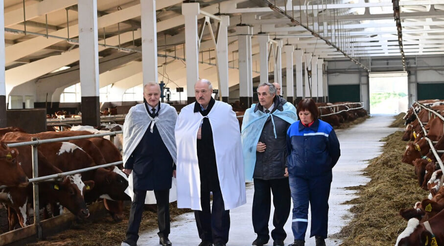 Госконтроль за 10 дней раскрыл «коровью резню», которой был недоволен Александр Лукашенко