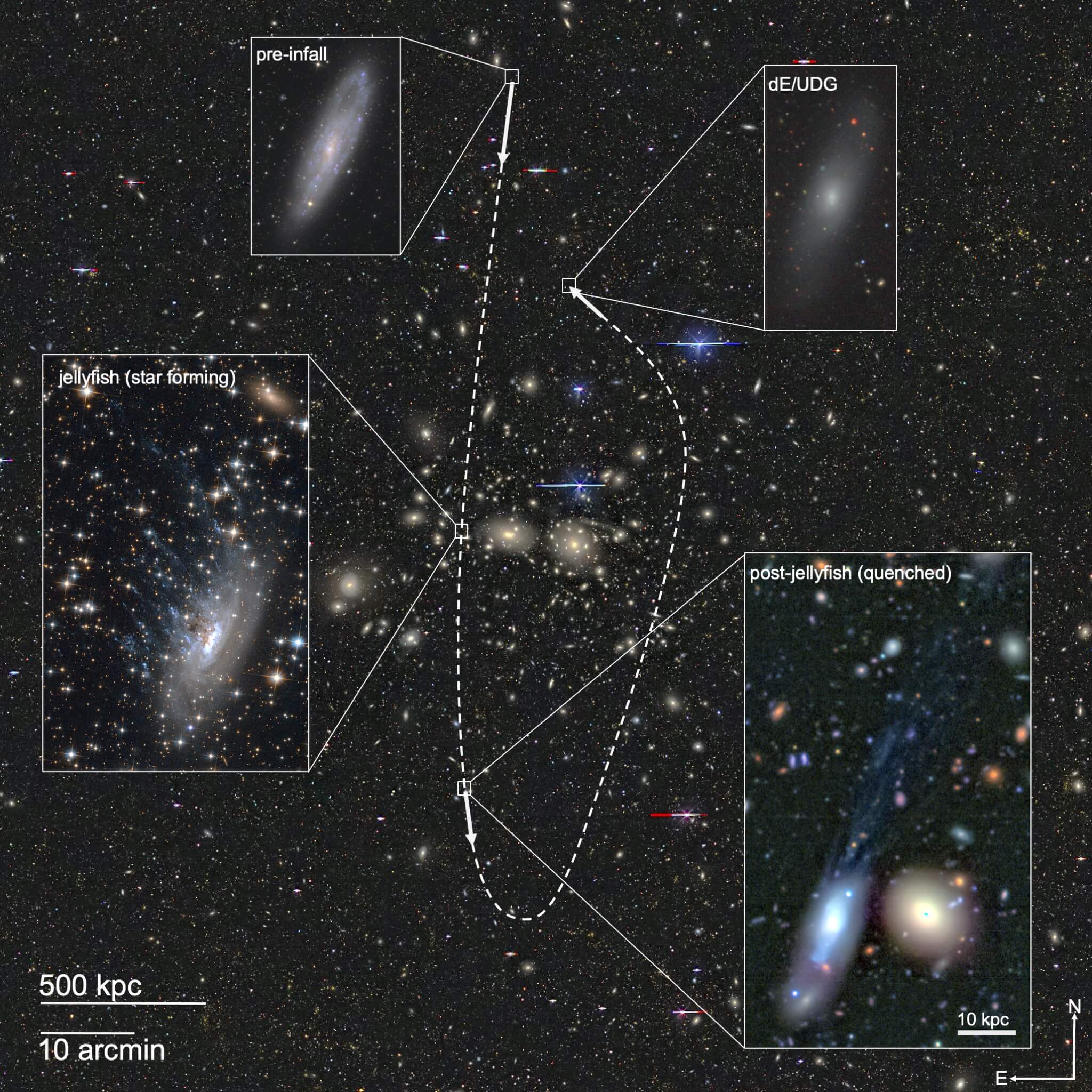 Эволюционный сценарий формирования карликовых галактик в скоплении. Фото: 