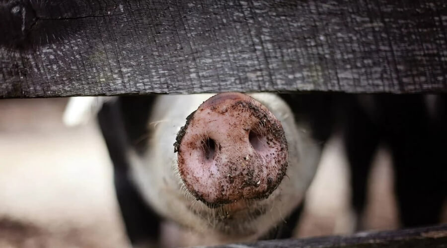 Омских свиней кормили отходами из коронавирусной больницы