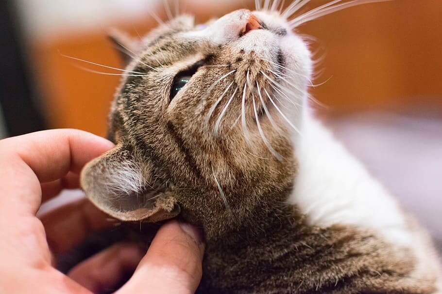 Кот Кот