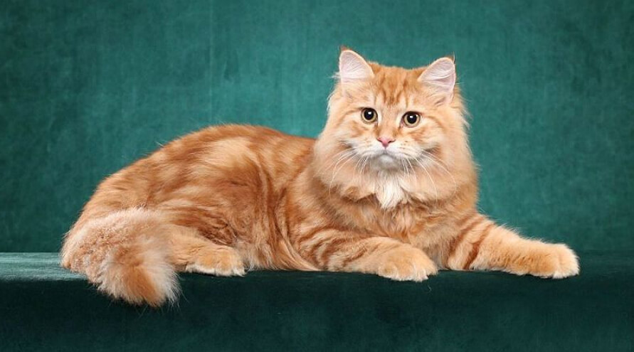 В Англии скончался 31-летний мейн-кун Раббл. Он был самым старым котом в мире