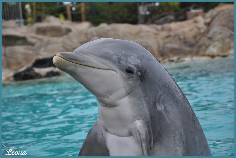 Жители Владивостока спасли представителя редкого вида дельфинов