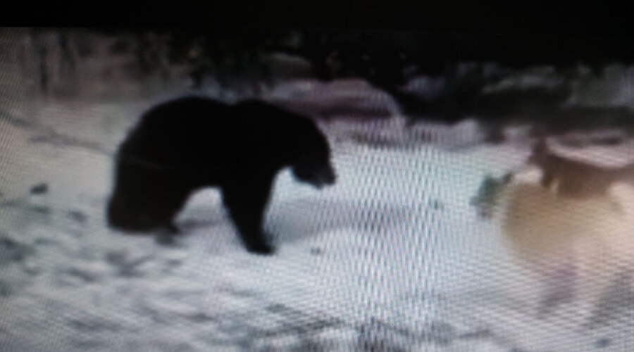 Россиянин натравил на привязанного медвежонка двух псов и показал в Instagram со словами «Готовимся к сезону!»