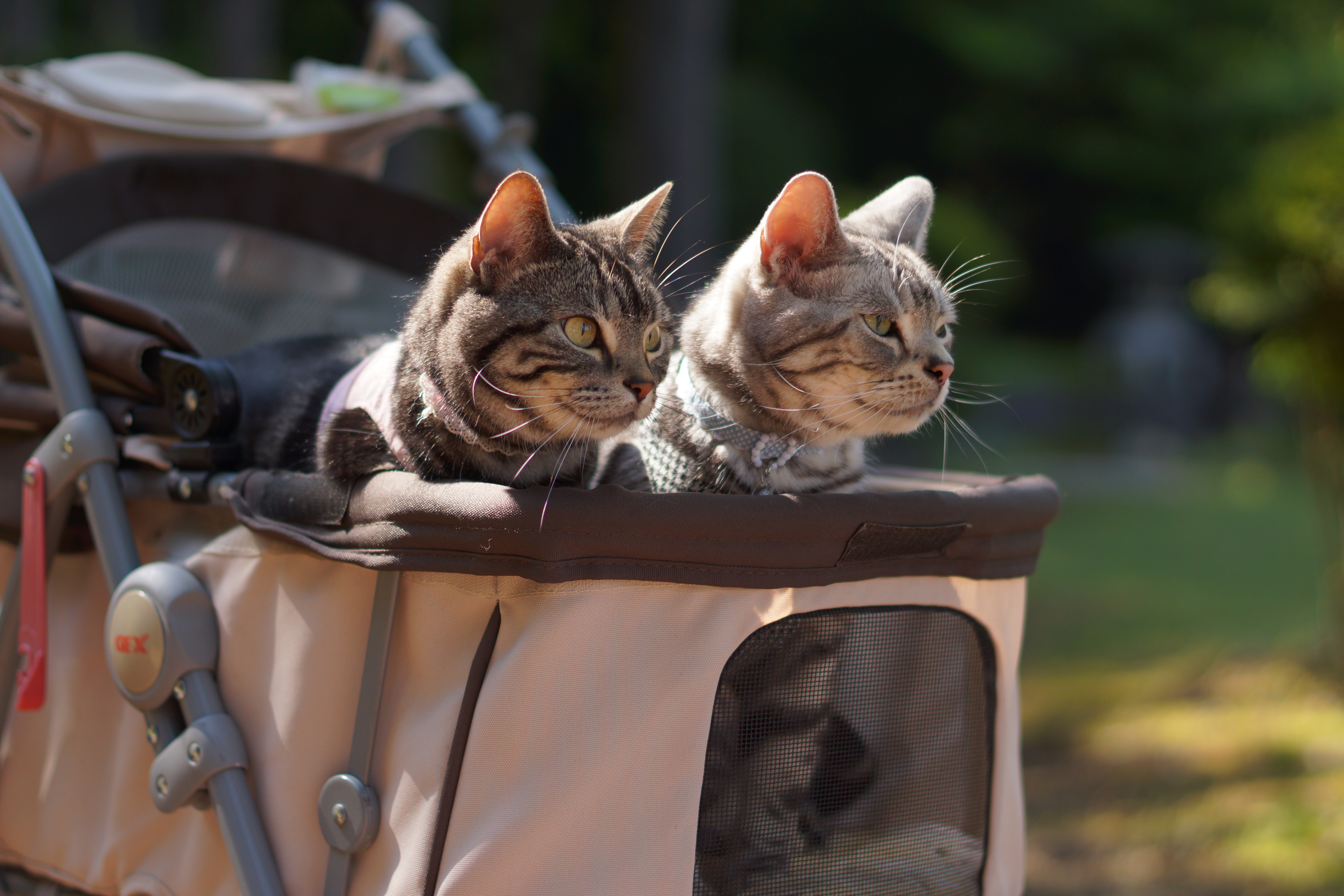 Коты в коляске