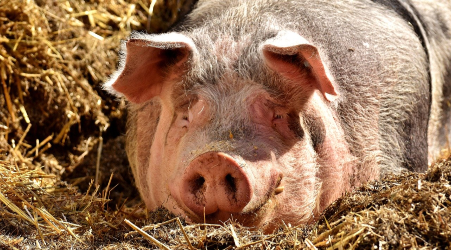 В Еврейской автономной области изымают чумных свиней у фермеров