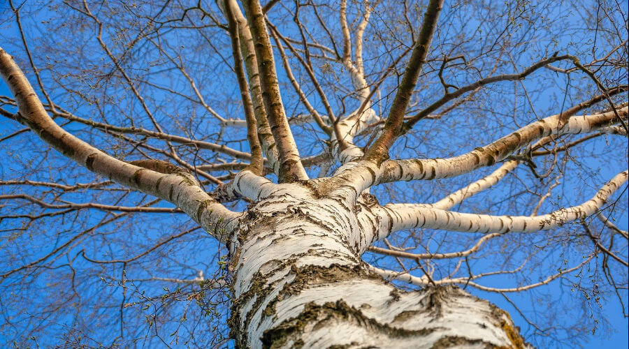 Студент из Омска вынужден лазить на 8-метровое дерево ради науки