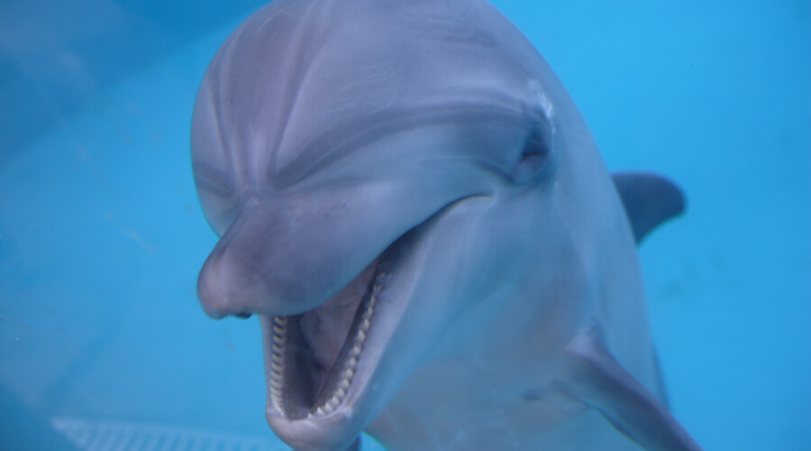 Дикие птицы и дельфины массово мрут в Анапе