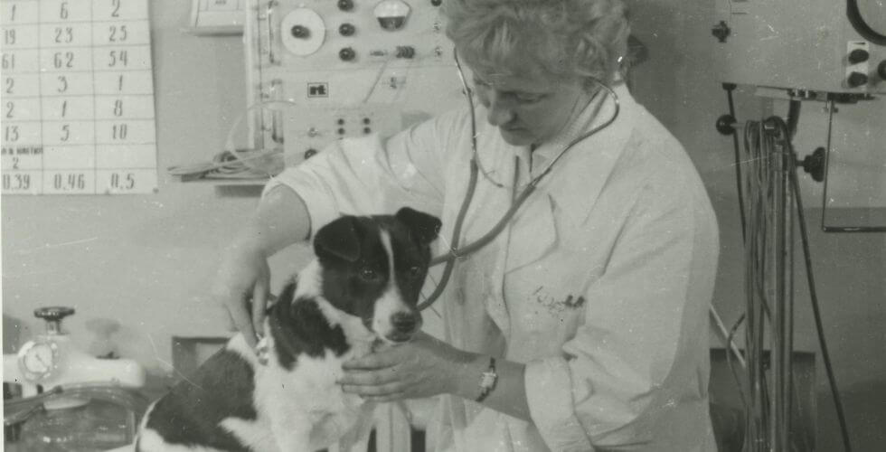 Собака-участник миссии 1966 года