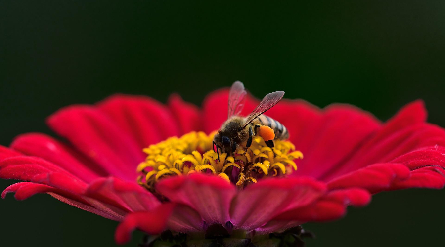 Укус пчелы: кому необходима «скорая»?