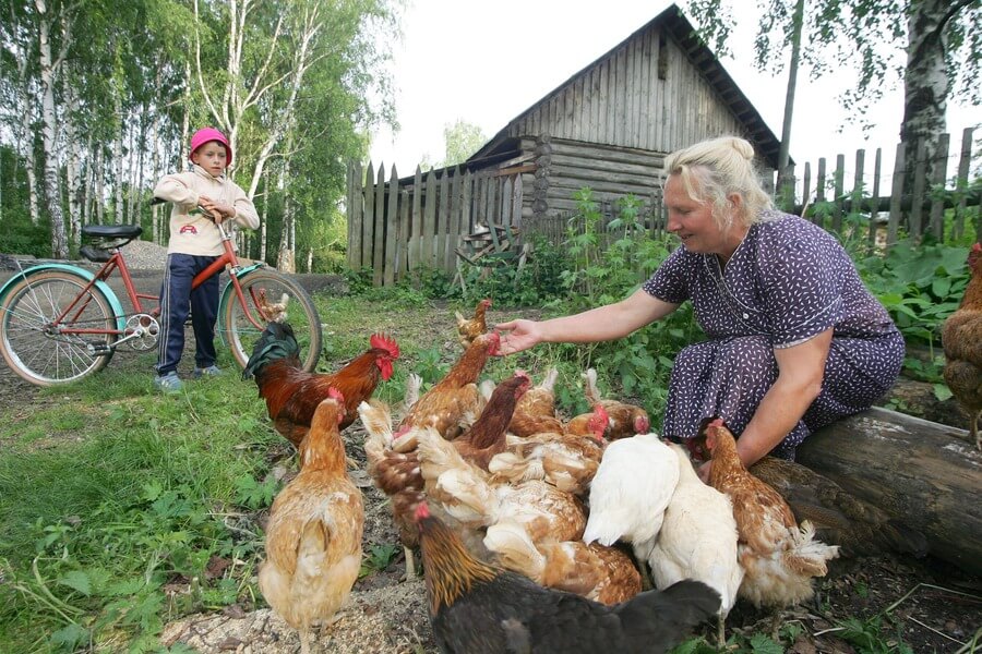 Домашняя птица Домашняя птица