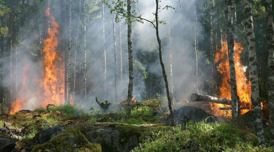 50 гектаров ада. Под Воронежем полыхает лесной пожар
